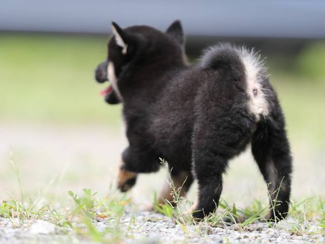 AI5I5879-puppy AI5I5879-puppy