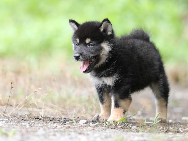 AI5I5897-puppy AI5I5897-puppy