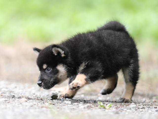 AI5I5911-puppy AI5I5911-puppy