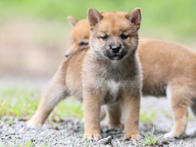 AI5I5992-puppy AI5I5992-puppy