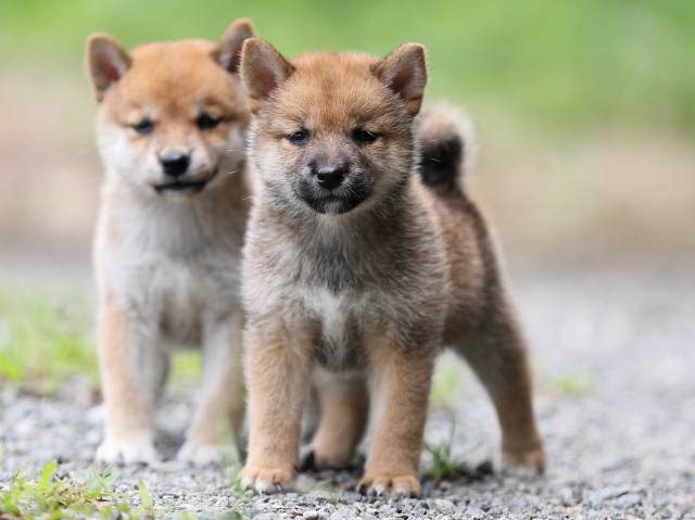 AI5I5999-puppy AI5I5999-puppy