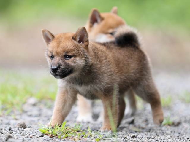 AI5I6002-puppy AI5I6002-puppy