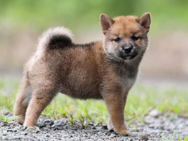 AI5I6021-puppy AI5I6021-puppy