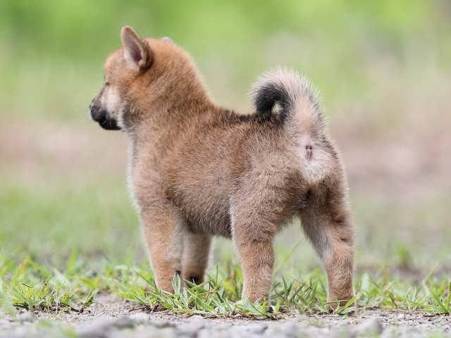AI5I6036-puppy AI5I6036-puppy