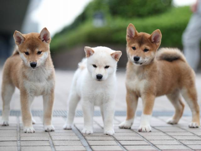 AI5I6048-puppy AI5I6048-puppy