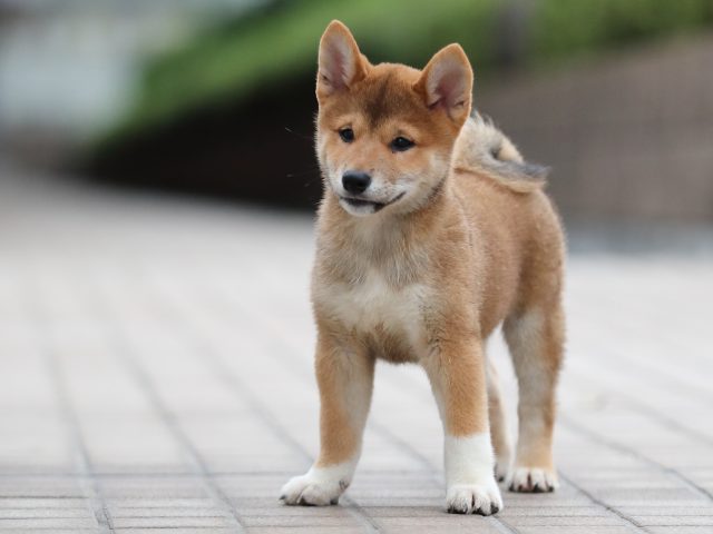 AI5I6061-puppy AI5I6061-puppy