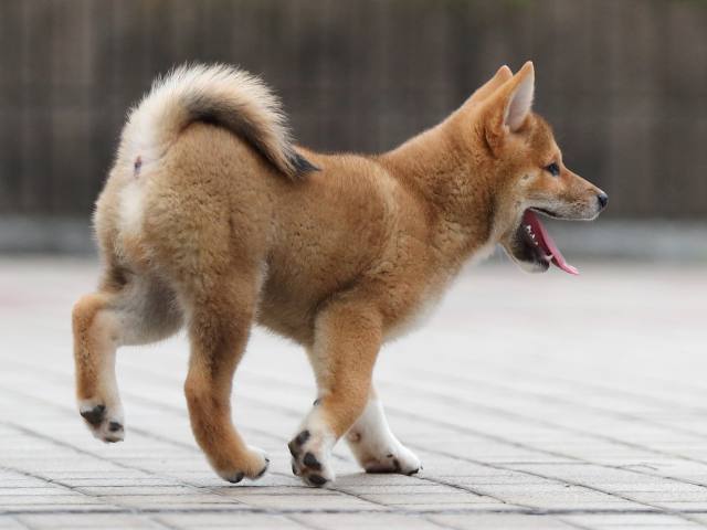 AI5I6067-puppy AI5I6067-puppy