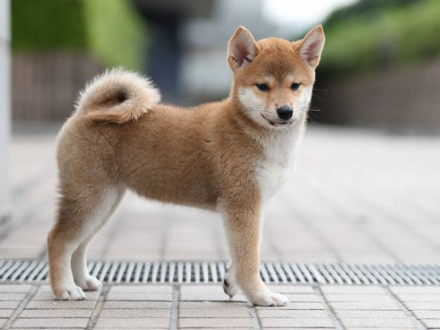 AI5I6076-puppy AI5I6076-puppy