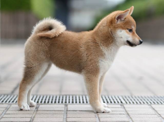 AI5I6078-puppy AI5I6078-puppy