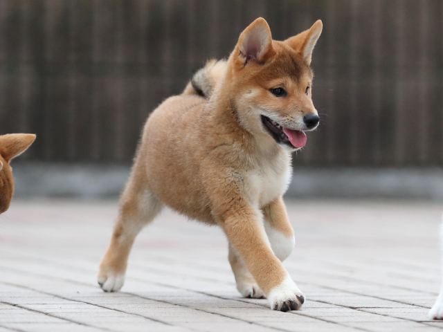 AI5I6087-puppy AI5I6087-puppy