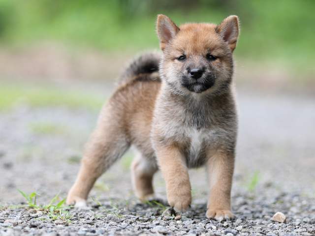 AI5I6087-puppy AI5I6087-puppy