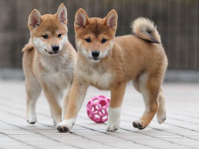 AI5I6097-puppy AI5I6097-puppy