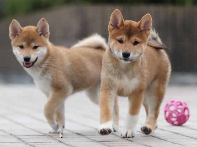 AI5I6100-puppy AI5I6100-puppy