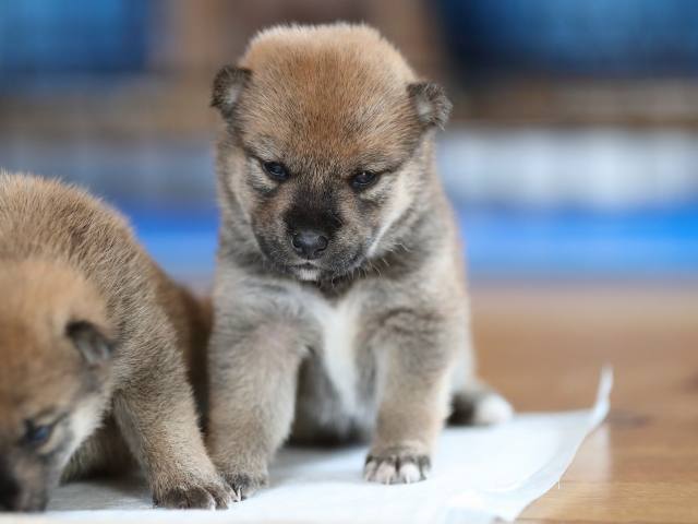 AI5I6153-puppy AI5I6153-puppy