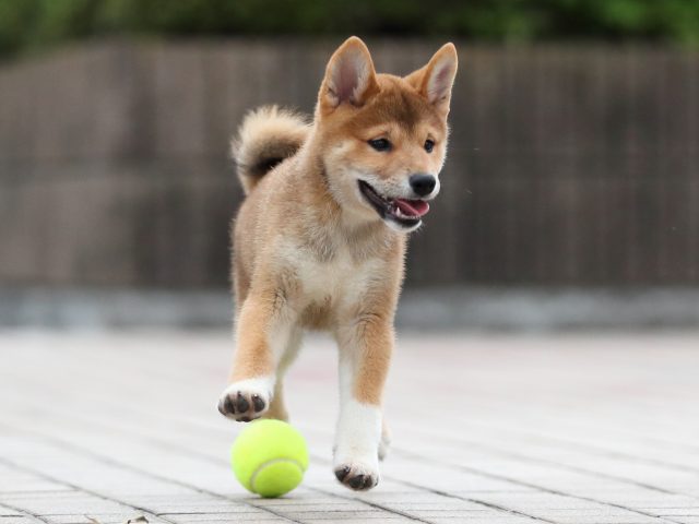 AI5I6167-puppy AI5I6167-puppy