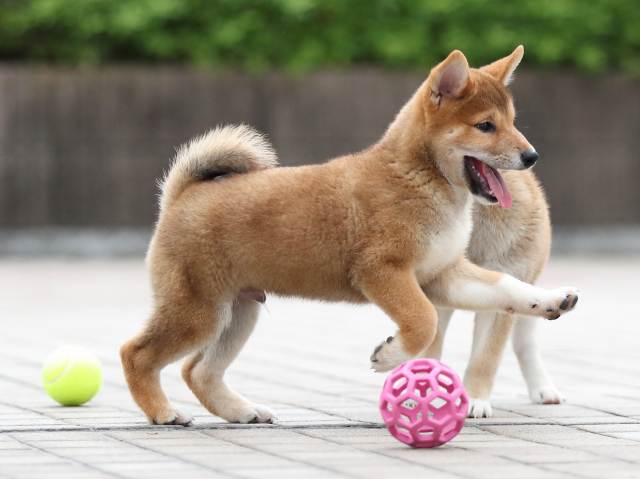 AI5I6177-puppy AI5I6177-puppy