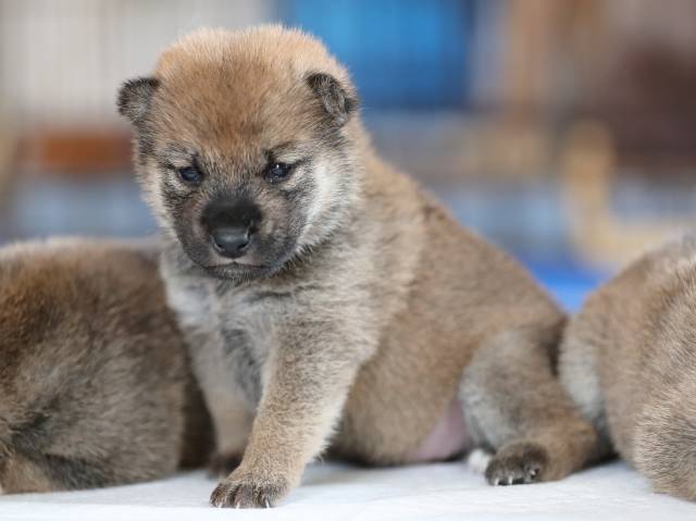 AI5I6178-puppy AI5I6178-puppy
