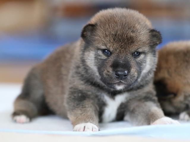 AI5I6195-puppy AI5I6195-puppy