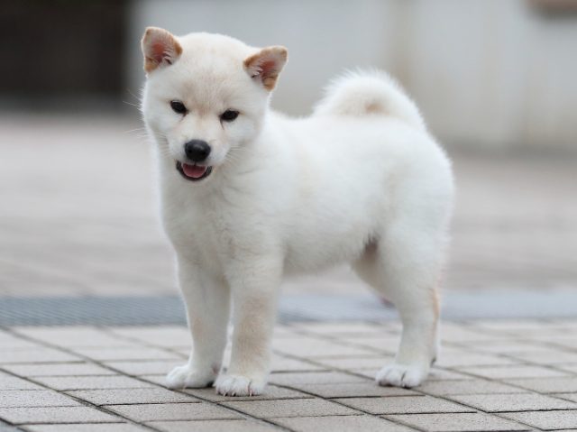 AI5I6201-puppy AI5I6201-puppy