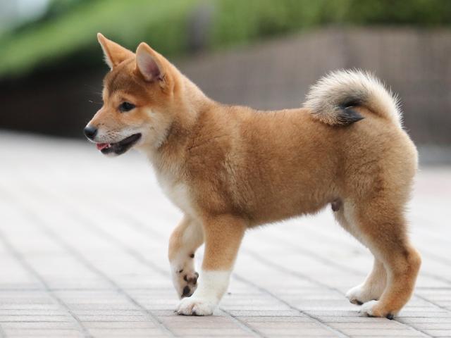AI5I6210-puppy AI5I6210-puppy