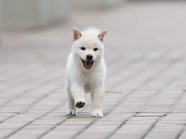 AI5I6216-puppy AI5I6216-puppy