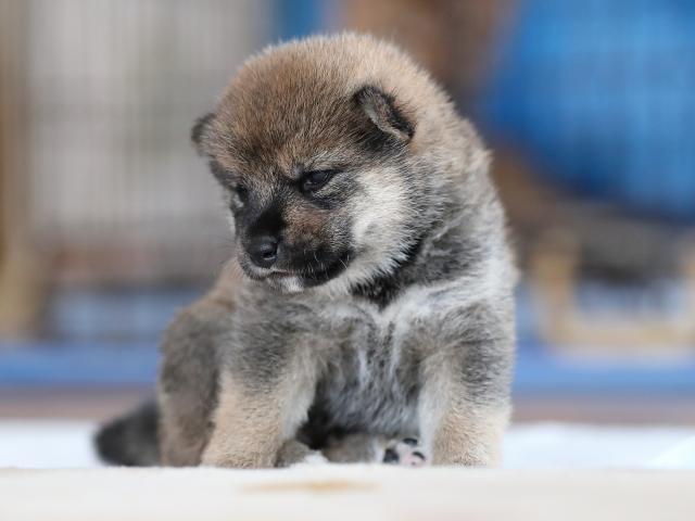 AI5I6230-puppy AI5I6230-puppy
