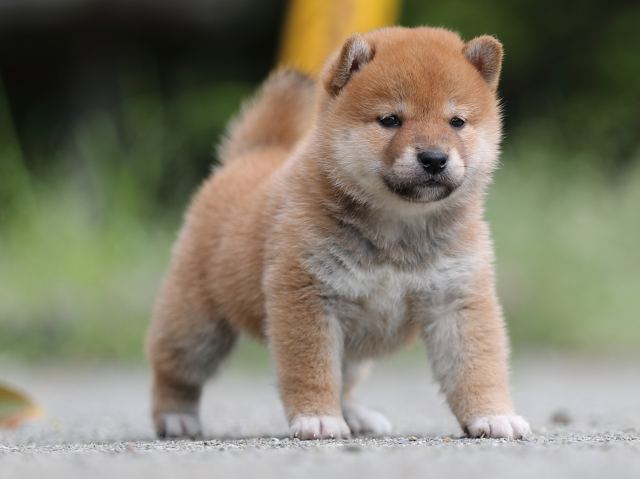 AI5I6248-puppy AI5I6248-puppy