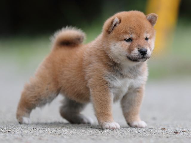 AI5I6278-puppy AI5I6278-puppy