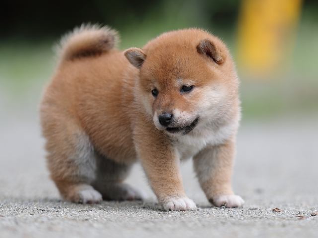 AI5I6285-puppy AI5I6285-puppy