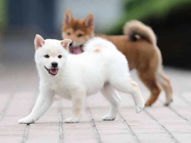 AI5I6324-puppy AI5I6324-puppy