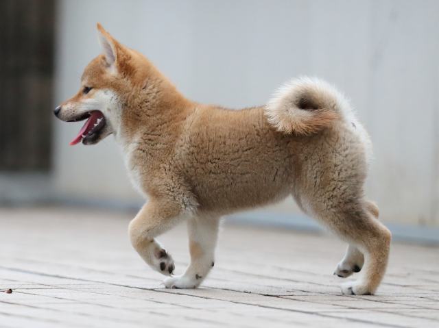 AI5I6336-puppy AI5I6336-puppy