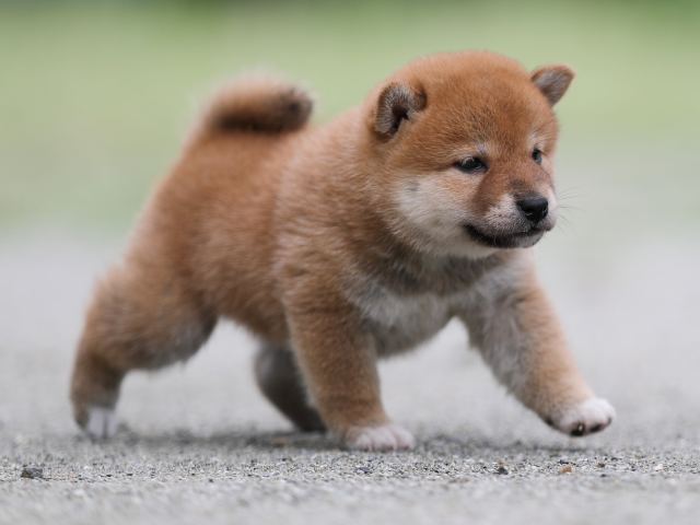 AI5I6338-puppy AI5I6338-puppy