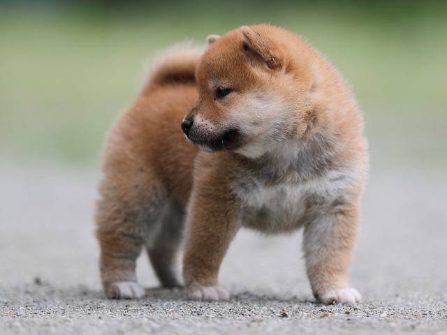 AI5I6343-puppy AI5I6343-puppy