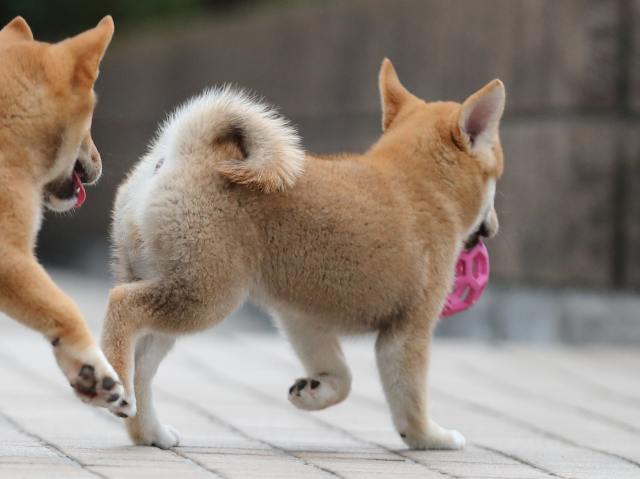 AI5I6353-puppy AI5I6353-puppy