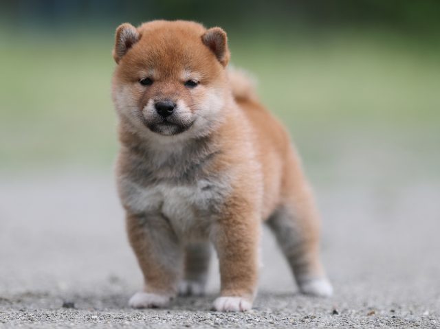 AI5I6357-puppy AI5I6357-puppy