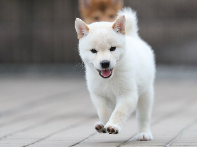 AI5I6407-puppy AI5I6407-puppy