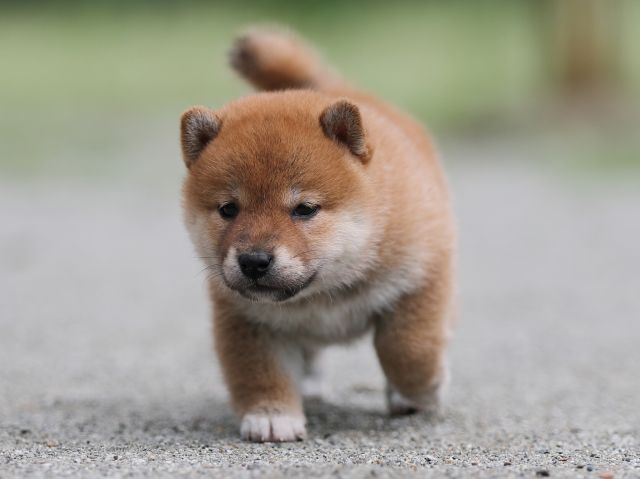 AI5I6433-puppy AI5I6433-puppy