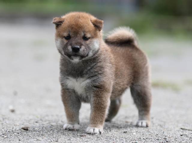 AI5I6464-puppy AI5I6464-puppy