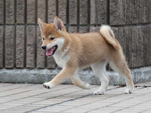 AI5I6476-puppy AI5I6476-puppy