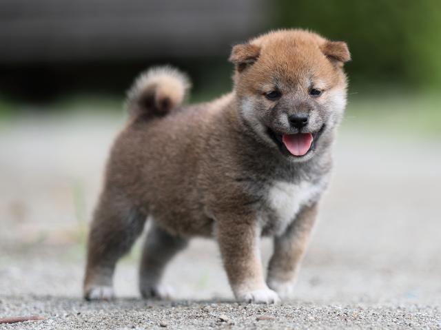 AI5I6477-puppy AI5I6477-puppy