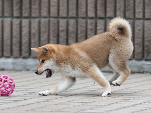 AI5I6483-puppy AI5I6483-puppy