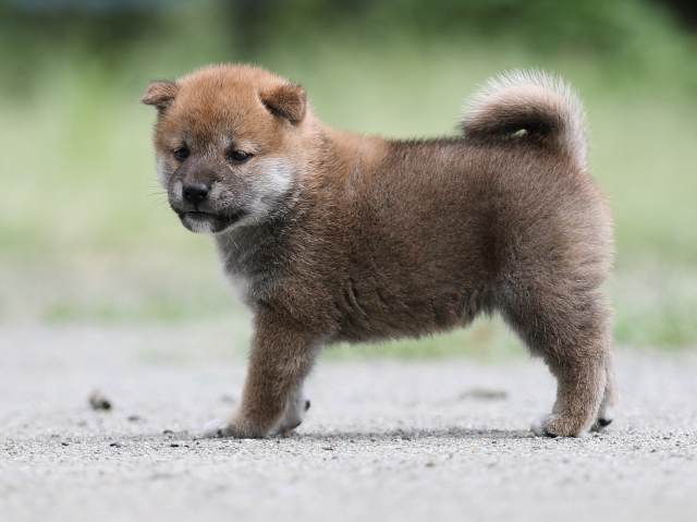 AI5I6505-puppy AI5I6505-puppy