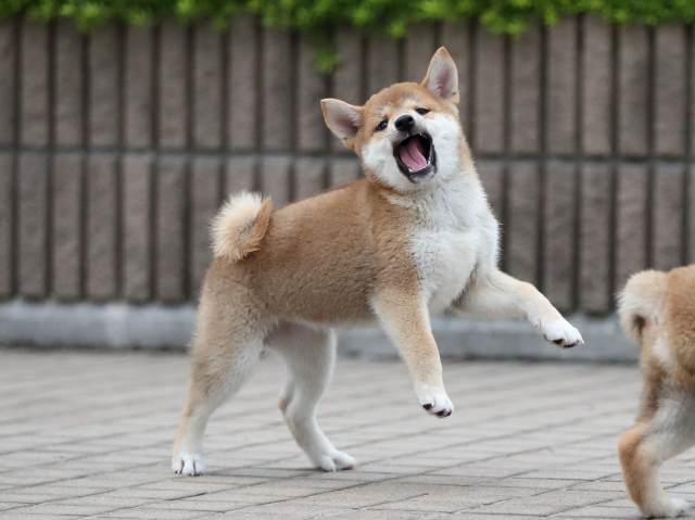 AI5I6506-puppy AI5I6506-puppy