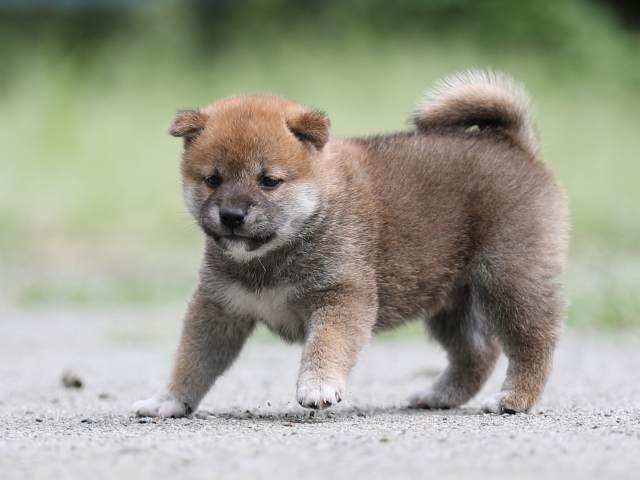 AI5I6510-puppy AI5I6510-puppy