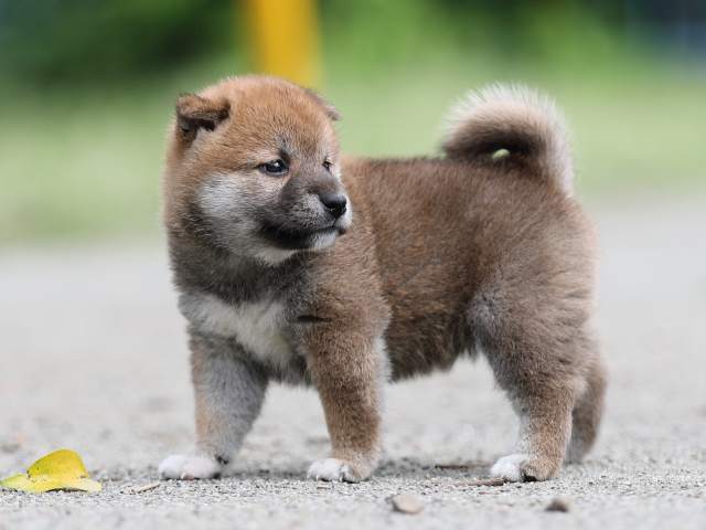 AI5I6541-puppy AI5I6541-puppy