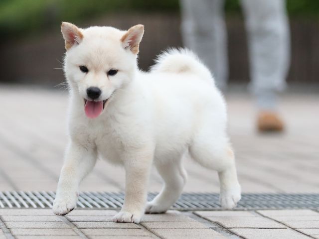 AI5I6553-puppy AI5I6553-puppy