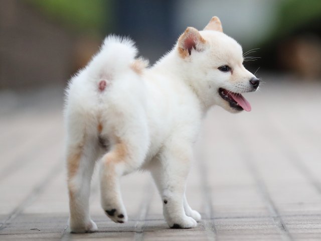 AI5I6569-puppy AI5I6569-puppy