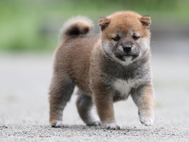 AI5I6576-puppy AI5I6576-puppy