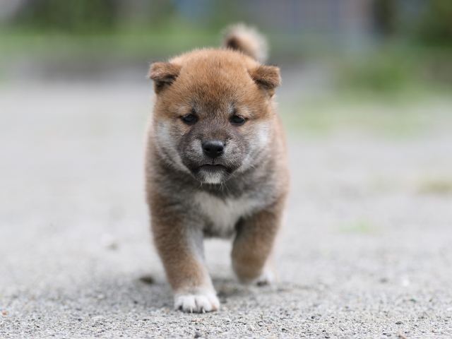AI5I6614-puppy AI5I6614-puppy