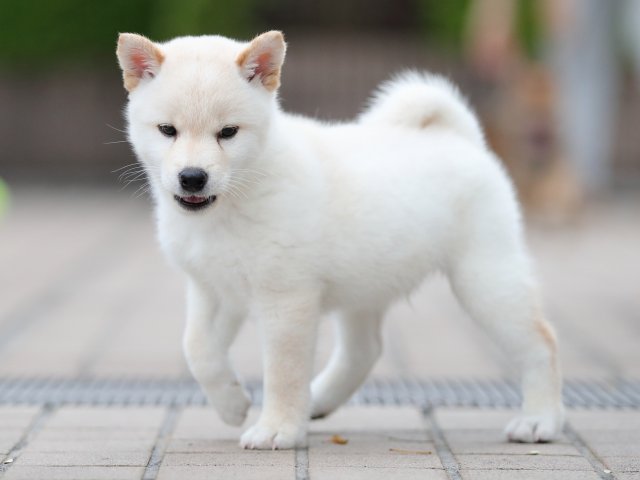 AI5I6658-puppy AI5I6658-puppy